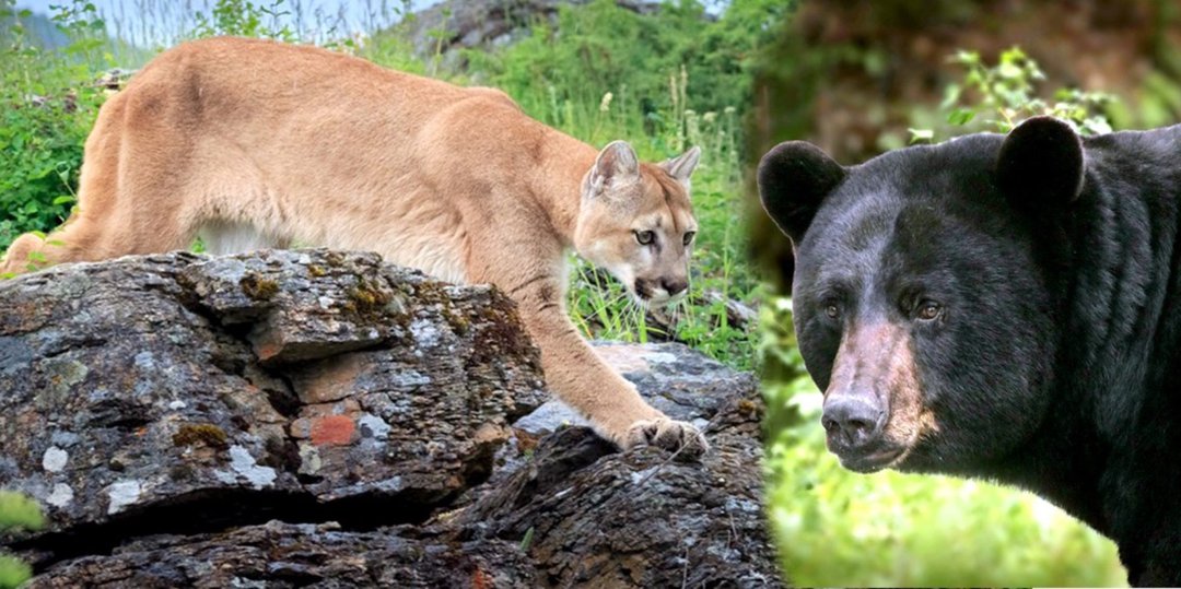 cougar and bear